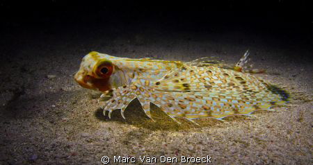 ? by Marc Van Den Broeck 