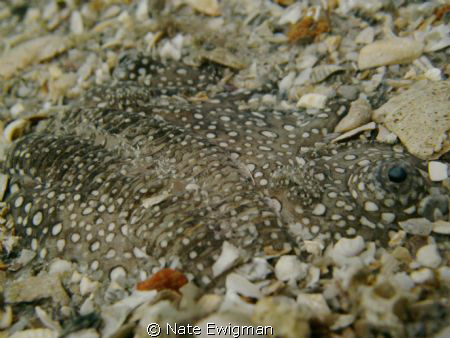 Nightmare face...Stargazer at Blue Heron Bridge, West Pal... by Nate Ewigman 