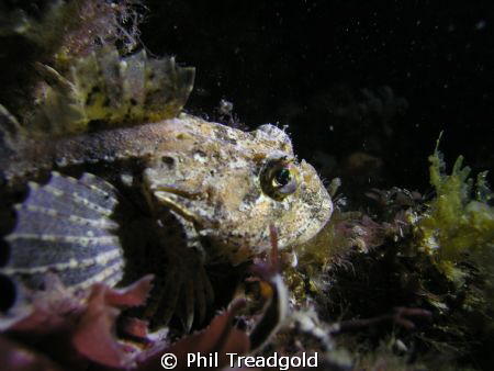sea scorpian i believe, night dive at selsey by Phil Treadgold 