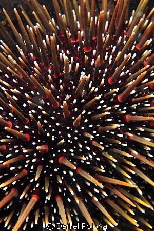 Sea urchin is very colourful when inspected from a short ... by Daniel Poloha 