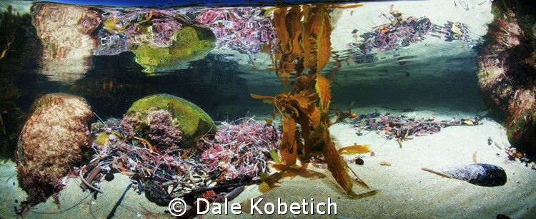 Laguna Beach Tide Pool Panorama by Dale Kobetich 