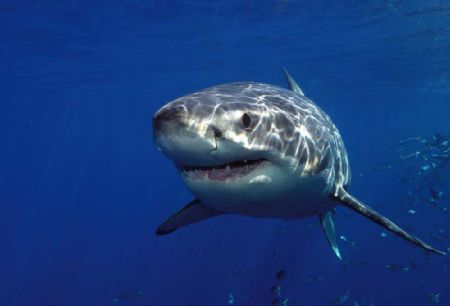 Great White, taken while cage diving off Guadeloupe Islan... by David Stephens 