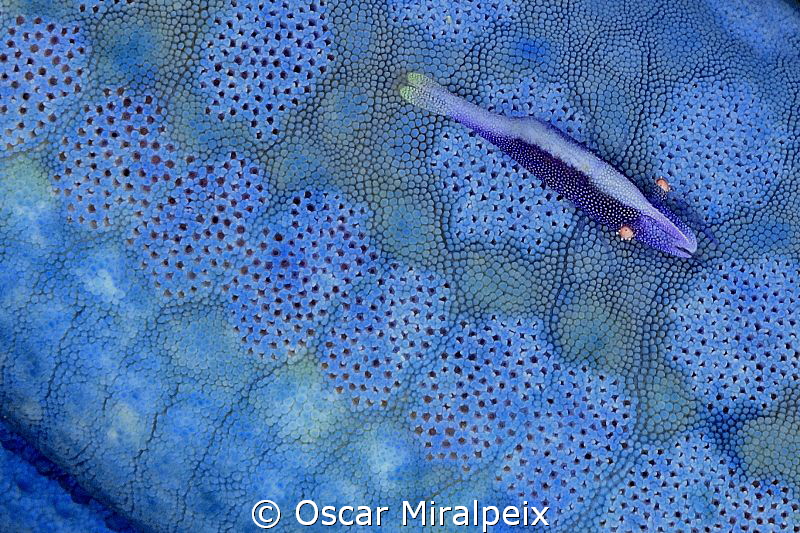 "blue" by Oscar Miralpeix 