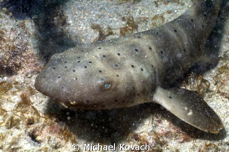 Young Nurse Shark near the Big Coral Knoll off the beach ... by Michael Kovach 