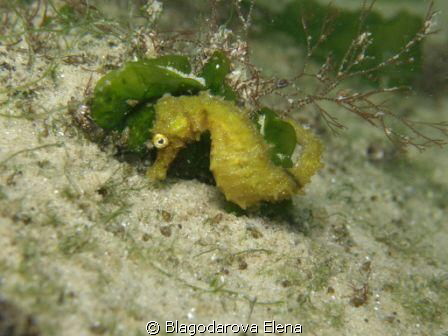 THE YELLOW SEAHORSE by Blagodarova Elena 
