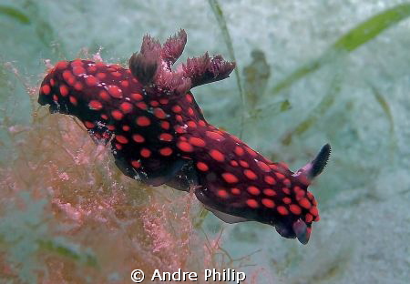 Nembrotha by Andre Philip 