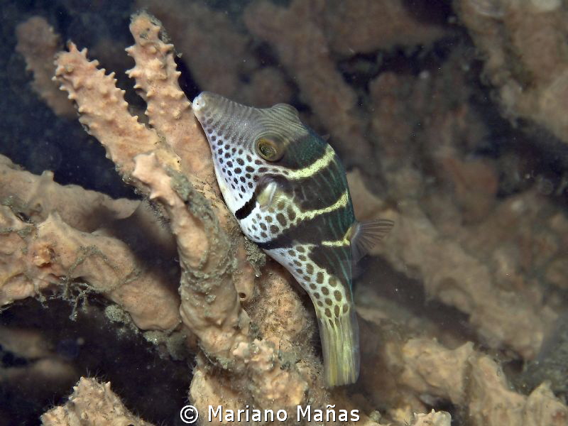 valentini toby puffer fish by Mariano Mañas 