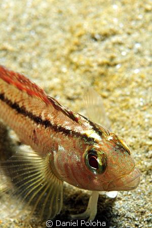 Cropped image, a living jewel on the silty bottom by Daniel Poloha 