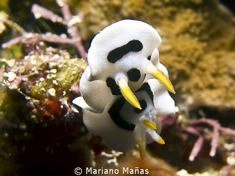Diana Magnificent Slug (Chromodoris dianae) by Mariano Mañas 