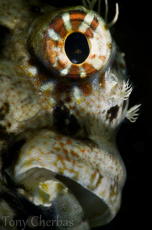 "Frankinblenny" (Subsee +10 no crop) by Tony Cherbas 