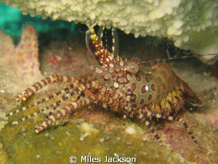 The beautiful and wonderfully magnificent Tapestry Shrimp by Miles Jackson 
