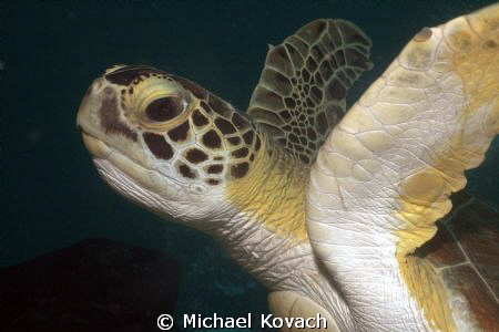 Adolescent Green Sea Turtle near the Fish Camp Rocks off ... by Michael Kovach 