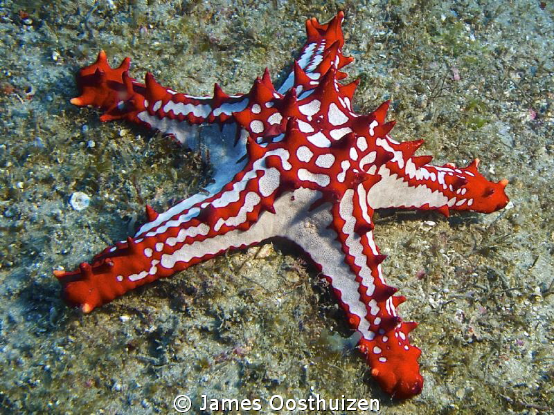 50 shades of red by James Oosthuizen 