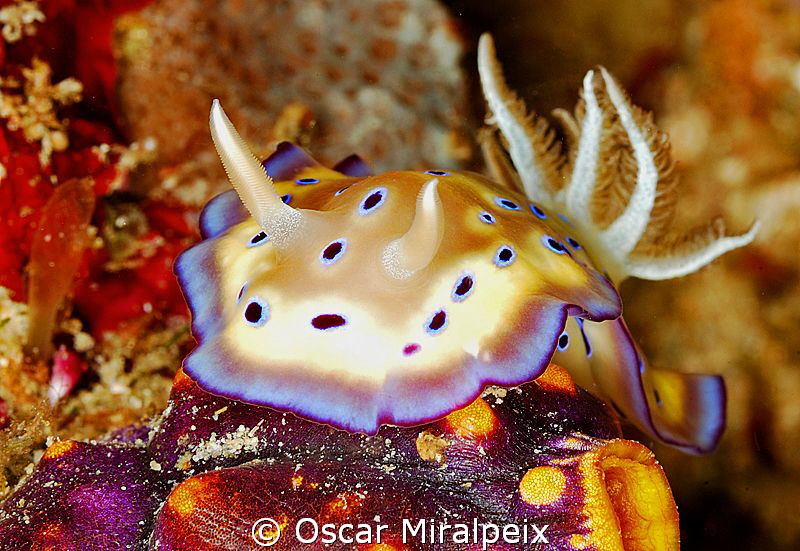 chromodoris by Oscar Miralpeix 