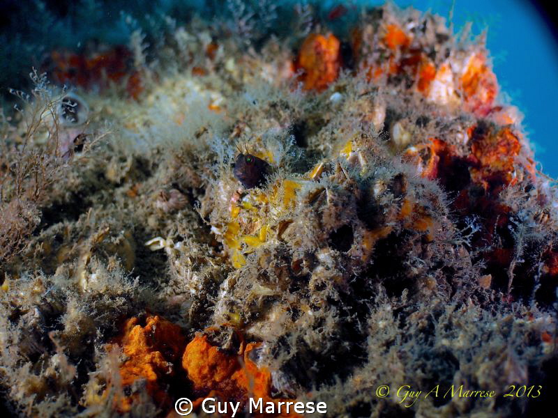 This little fellow was the size of a pencil eraser . by Guy Marrese 