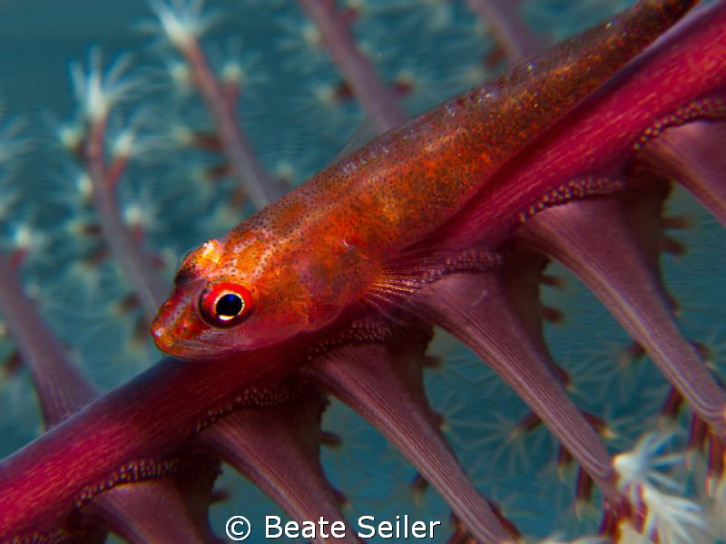 Blennie on a seafeather by Beate Seiler 