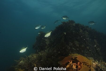 Rocks in shallow water at night by Daniel Poloha 