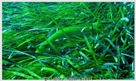green...hide and seek by Claudia Weber-Gebert 