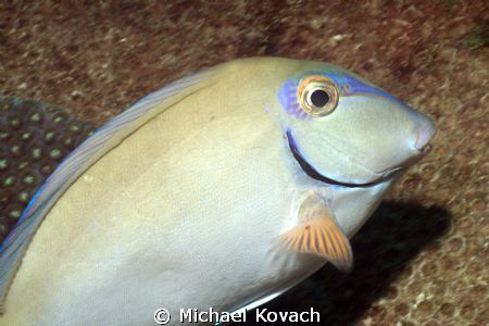 Ocean Surgeonfish on the Big Coral Knoll off the beach in... by Michael Kovach 