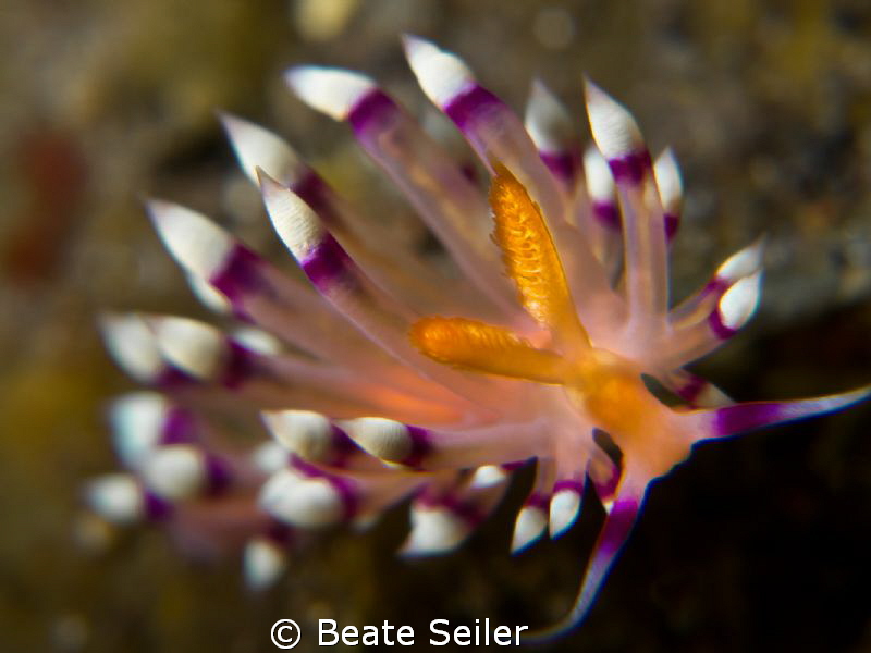 Flabellina by Beate Seiler 