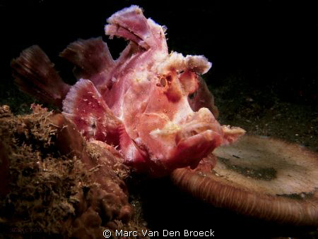 red rhino by Marc Van Den Broeck 
