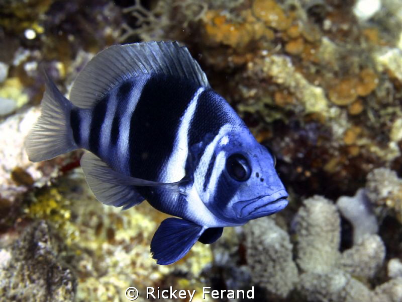 Taken while diving in Roatan July 2012 by Rickey Ferand 