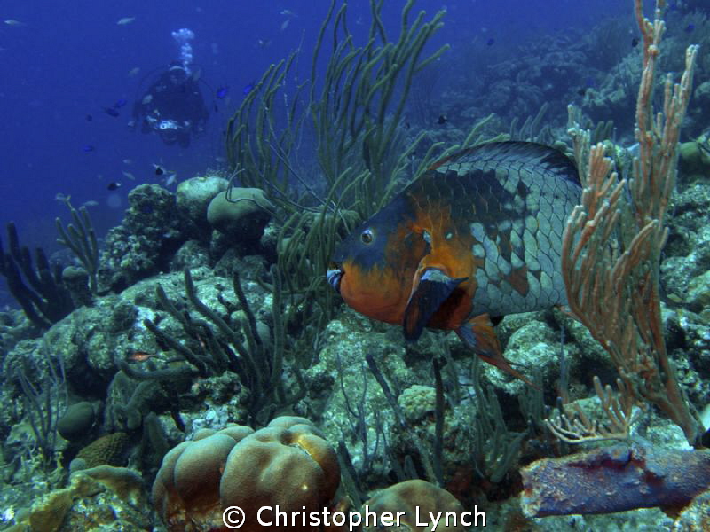 Rainbow Parrotfish [terminal phase ] they are hard to get... by Christopher Lynch 