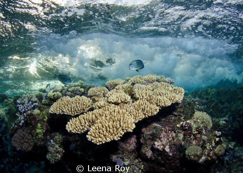 The surge by Leena Roy 