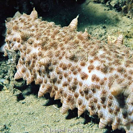 Sea cucumber, cropped by Daniel Poloha 