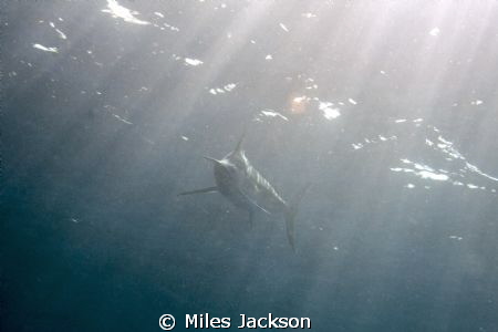 This monstrous 4m Sailfish passed by at some speed, unfor... by Miles Jackson 
