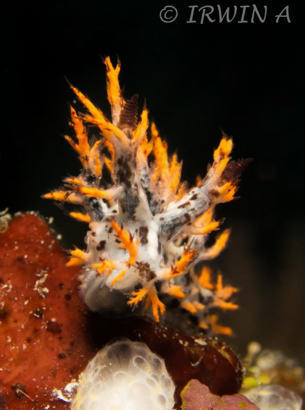 Dendronotidae ( Spikey Dendronotus )
Padang, Indonesia.
... by Irwin Ang 