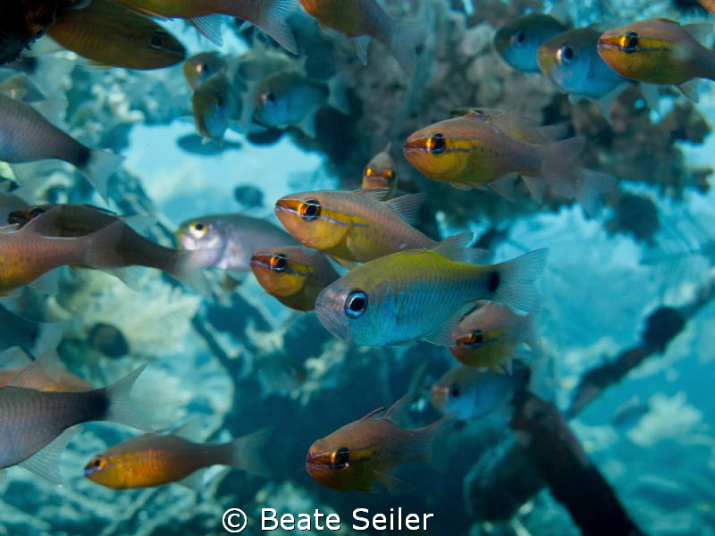 Inside a small wreck by Beate Seiler 
