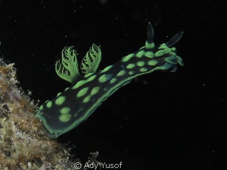 Nembrotha Cristata, by Ady Yusof 