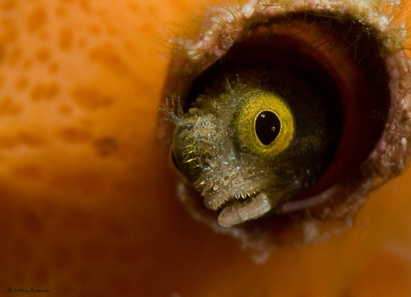 Just clownin around. Secretary blenny. "Front Porch" Bonaire by John Roach 