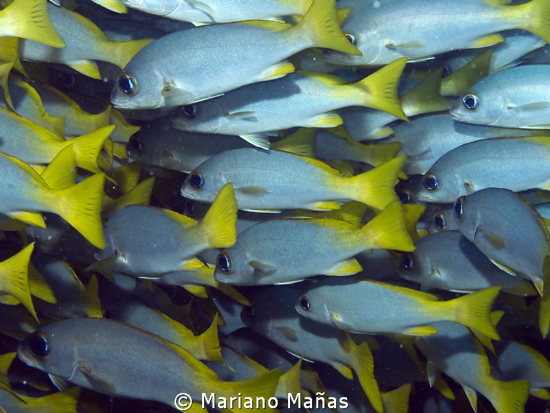 Working  together  (parapristipoma humile) by Mariano Mañas 