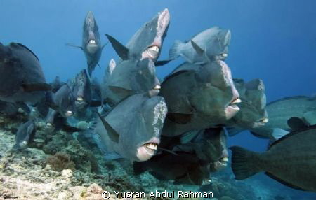 Bumpheads at sipadan island.... by Yusran Abdul Rahman 