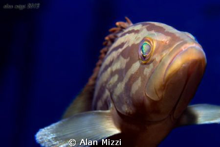 Very friendly yellow patched grouper. by Alan Mizzi 