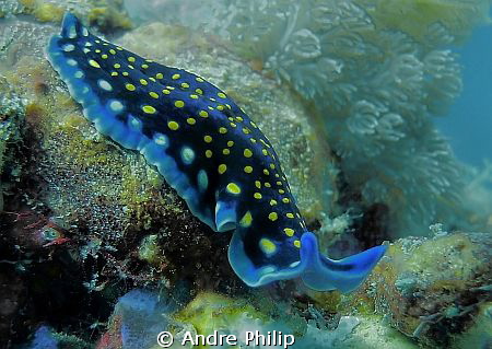 downstairs - a walking flatworm by Andre Philip 