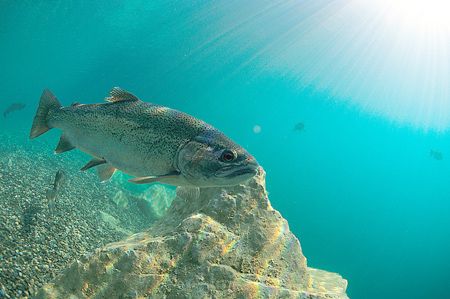 Trout in sunburst,no flash.
Capernwray,Lancashire.
F90X... by Mark Thomas 