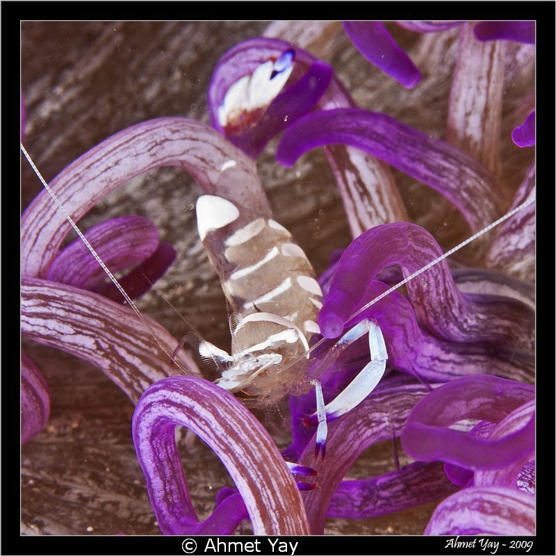 Purple...:)
Canon 40 D - Canon 60 mm macro - 2xYS-110 Fl... by Ahmet Yay 