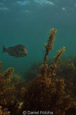 Snapper among the sea weeds by Daniel Poloha 