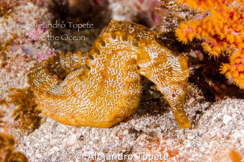 Orange Sea Horse, Galapagos Ecuador by Alejandro Topete 