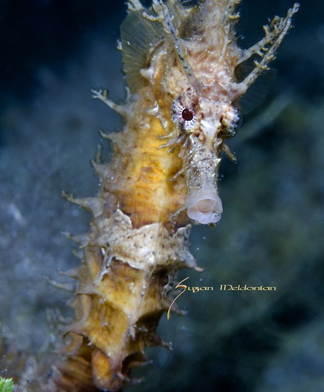 Spike
Hippocampus erectus, Blue Heron Bridge, FL by Suzan Meldonian 