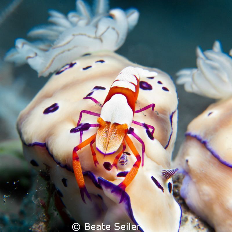 Imperator shrimp on a cromodoris 
 by Beate Seiler 