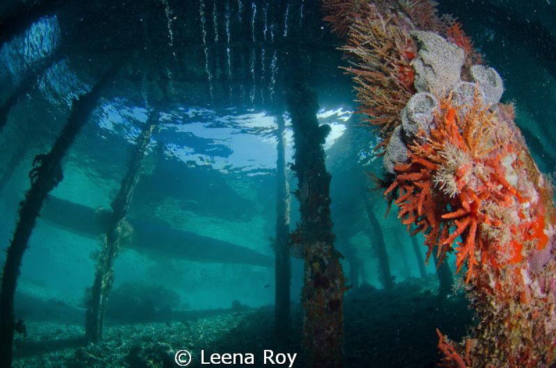 Under the pier, Raja Ampat by Leena Roy 