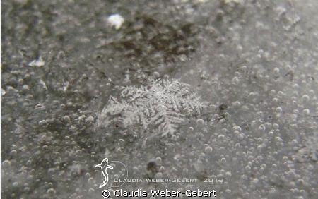 one snow-Crytal on the frozen lake by Claudia Weber-Gebert 