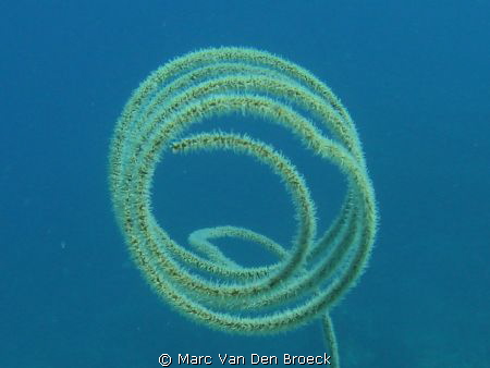 rond by Marc Van Den Broeck 