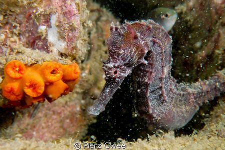 Seahorse and its home... by Pierz Gwee 