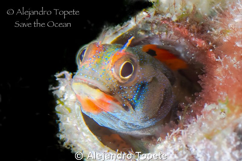 Beuty Blenny, Acapulco Mexico by Alejandro Topete 