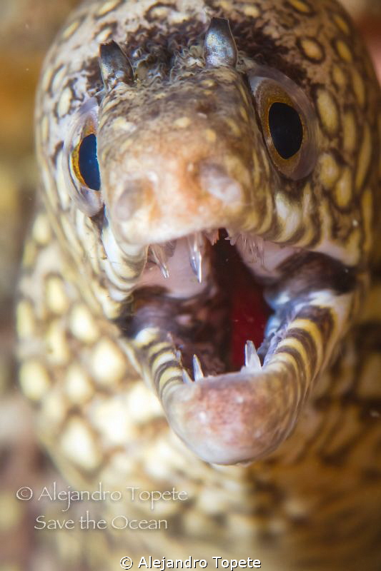 Leopard Morey ell, Acapulco Mexico by Alejandro Topete 